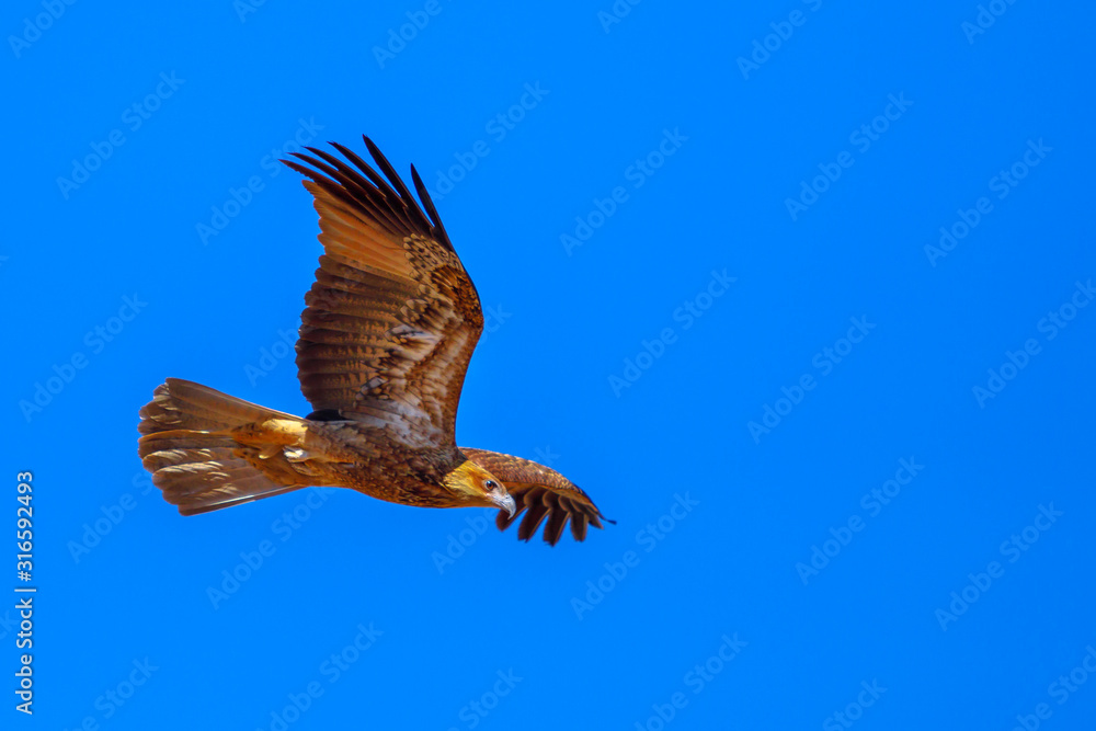 Fototapeta premium Wedge-tailed eagle, Aquila audax, is Australia's largest bird of prey, flies in the ble sky. Desert Park at Alice Springs in the Northern Territory, Central Australia. Copy space.