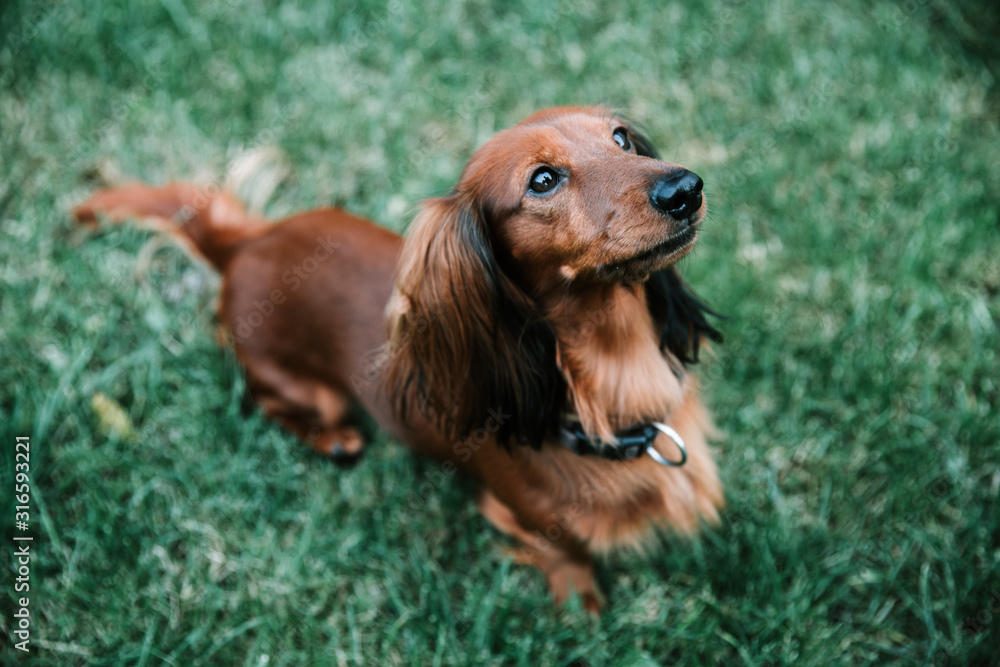 Dachshund brown long-haired dog summer 