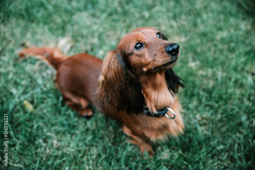 Dachshund brown long-haired dog summer 