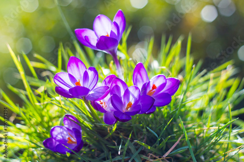 crocus - one of the first spring flowers