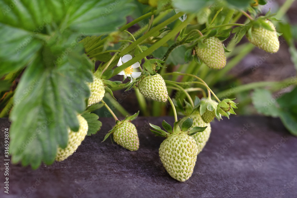 Light green unripe strawberries on a bush with green leaves growing on the ground.Close up.Concept of care, growing berries in the garden, healthy food, vitamins. Light green unripe strawberries on a bush with green leaves growing on the ground.Close up.Concept of care, growing berries in the garden, healthy food, vitamins.