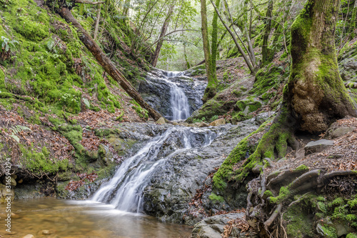 Basin Falls flowing after winter rains. Uvas Canyon County Park, Santa Clara County, California, USA.