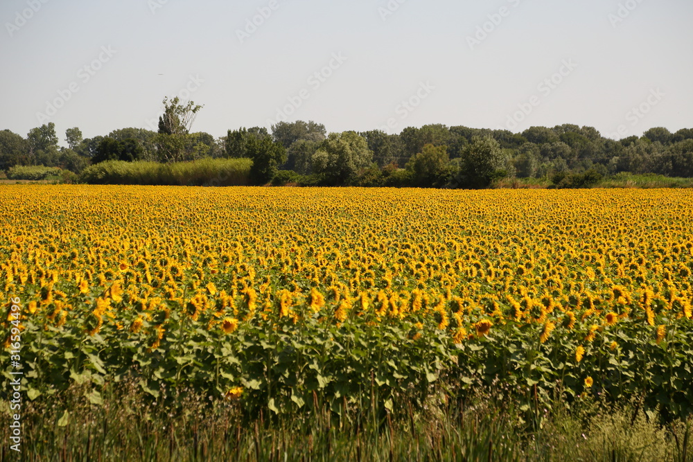 Fototapeta premium Sunfower Field at Provence France