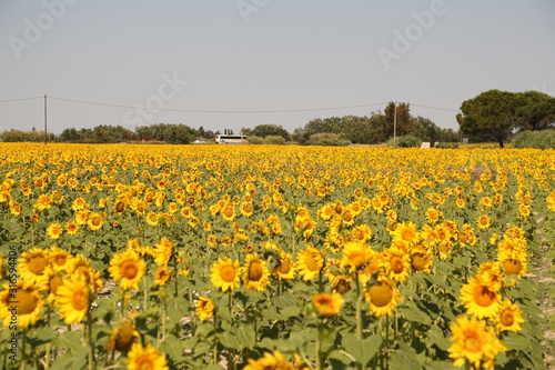 Sunfower Field at Provence France