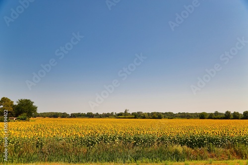 Sunfower Field at Provence France photo