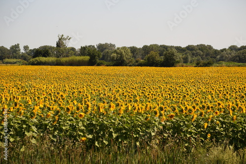 Sunfower Field at Provence France