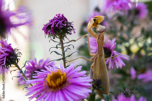 Obraz na plátně Praying mantis eating up an unlucky bee