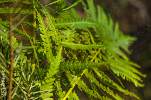 Closeup nature view of branch of fern on blurred background in garden