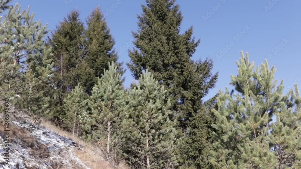 pine and spruse tree in the mountains on the blue sky background. winter landskape pine and spruse tree in the mountains on the blue sky background. winter landskape