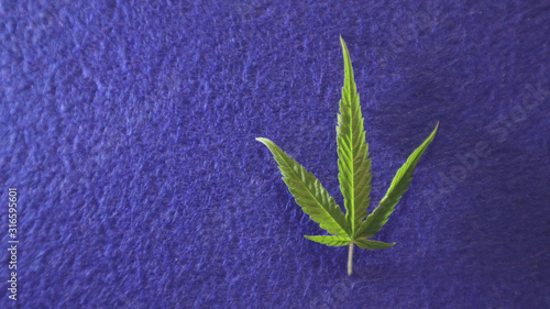 Cannabis leaf, marijuana. Bright green Hemp leaves on classic blue background.