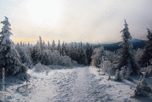 Evening in winter cold forest