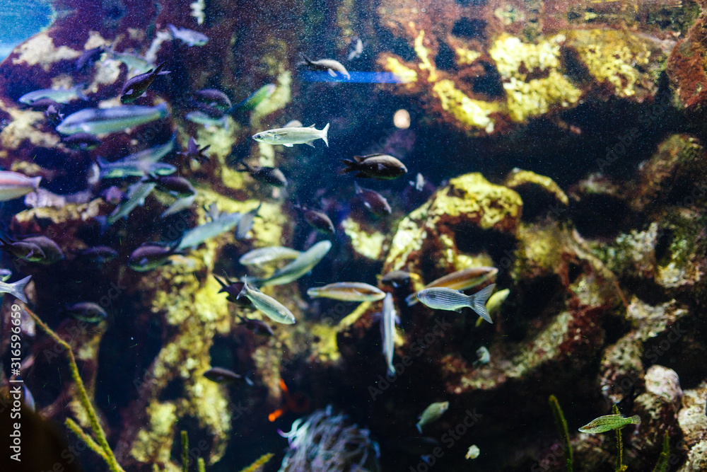 Fototapeta premium shiny fish in the aquarium