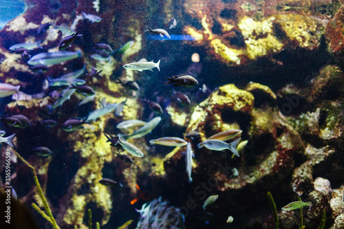 shiny fish in the aquarium