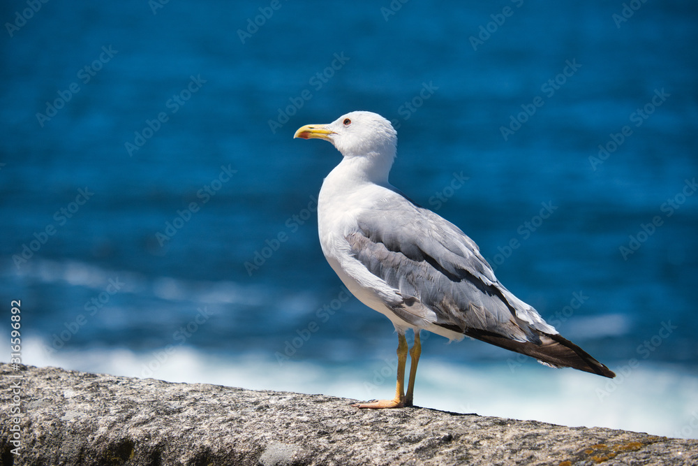 Seagull Resting On Wall Watching The Sea Seagull Resting On Wall Watching The Sea