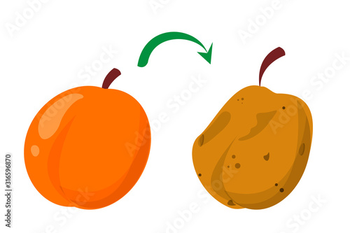 Rotten peach and fresh fruit vector isolated. Food waste