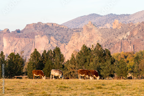 A group of cows grazing at sunset with Smith Rock State Park in the background in Terrebonne