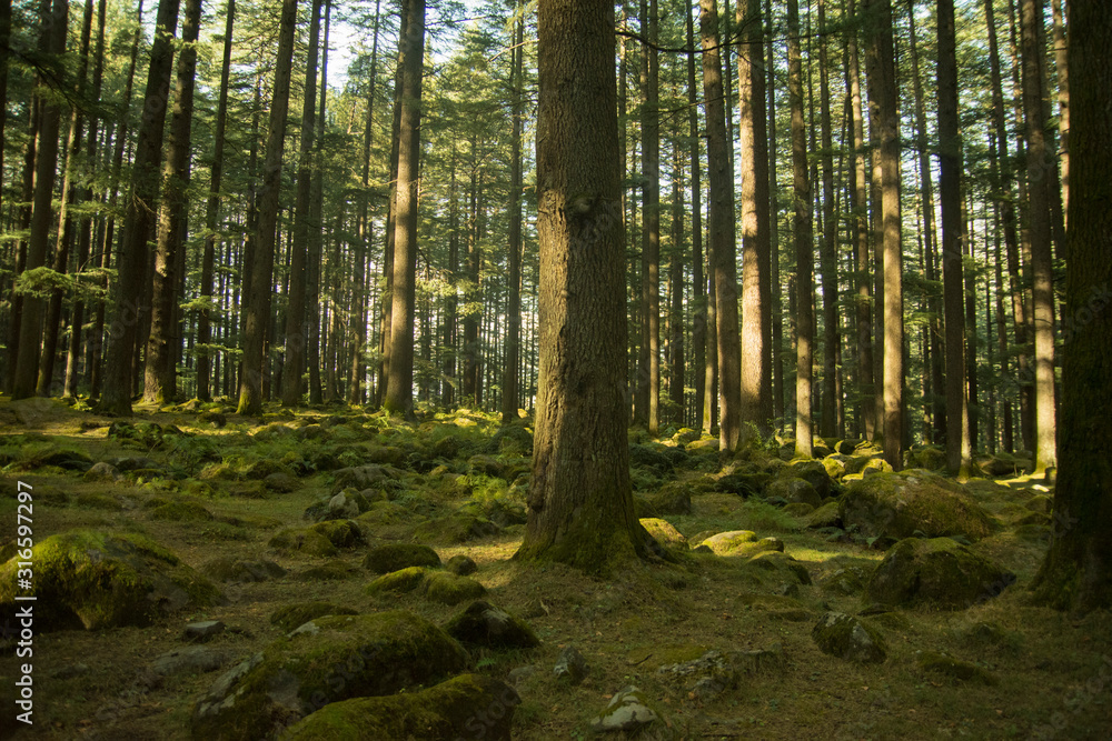 Fototapeta premium Deodar trees in Manali woods, india