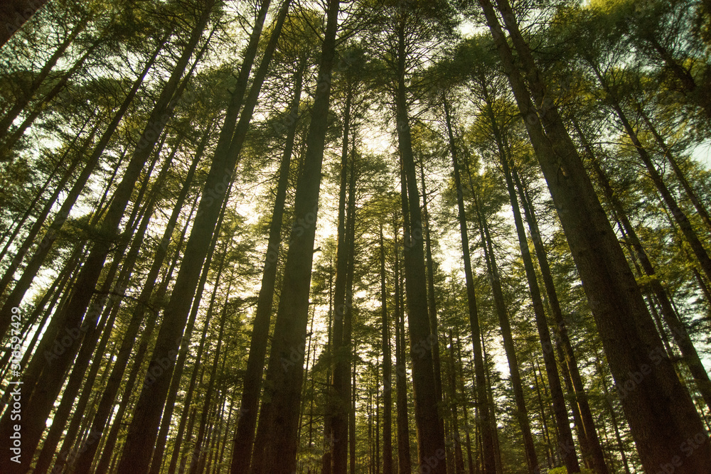 Deodar trees in Manali woods, india Deodar trees in Manali woods, india