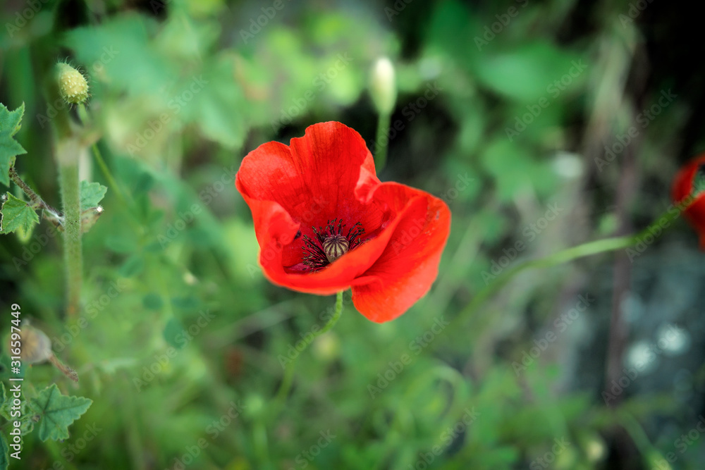 Mohn Pflanze Mohn Pflanze
