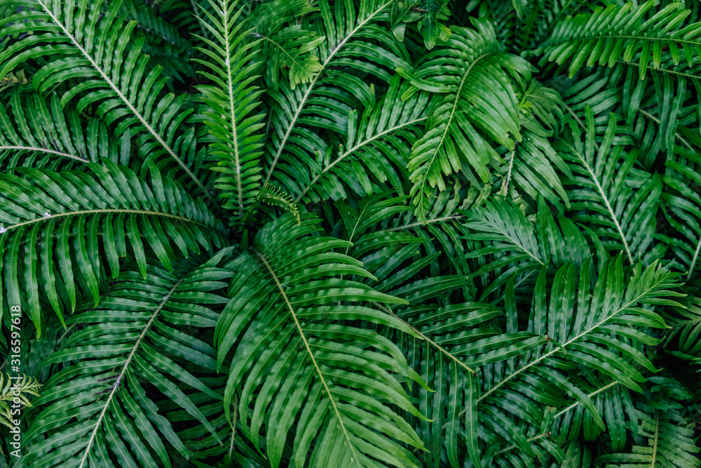 Beautiful ferns ( Blechnum x rasmijoti ‘The Royal Project’ ) leaves green