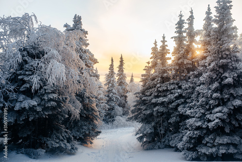 Foto Evening in winter cold forest