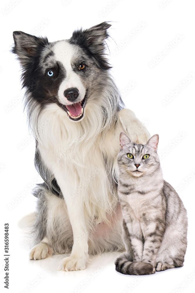 Border collie dog puts his paw on the head of a british shorthair cat isolated on white background