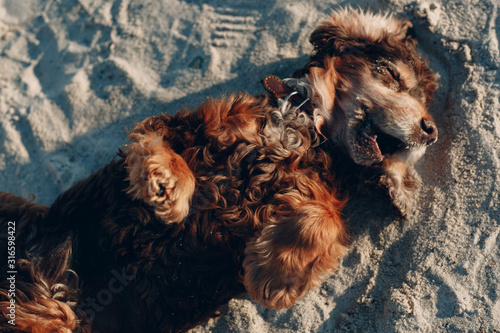 Funny dog lies on his back on the beach
