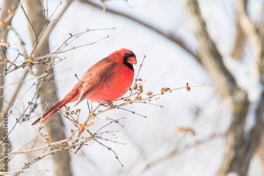 northern cardinal male in winter northern cardinal male in winter