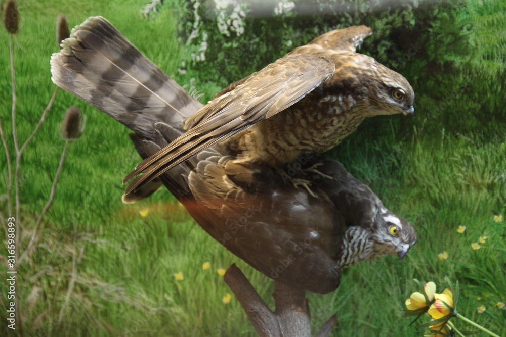 Obraz premium Two stuffed kestrel birds mating