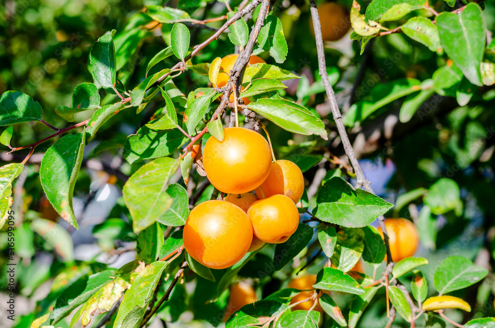 A bunch of yellow round cherry plum on a branch