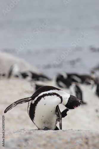 Penguin close up at Boulders beach