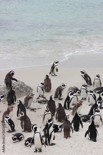 Penguins at Boulders beach in South Africa