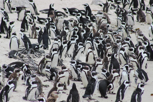 Penguin close up at Boulders beach