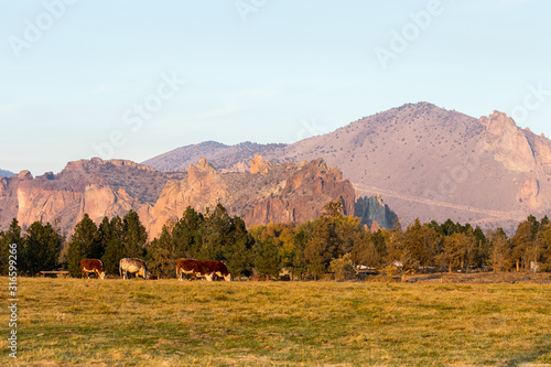 A group of cows grazing at sunset with Smith Rock State Park in the background in Terrebonne