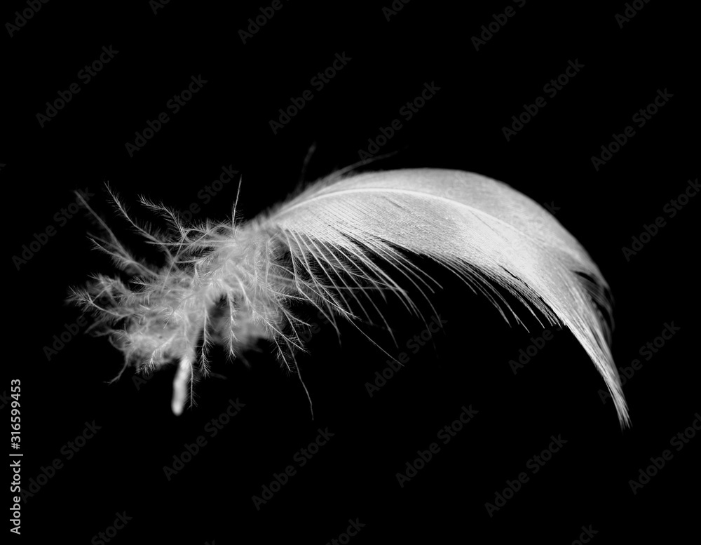 Beautiful white feather floating in air isolated on black background - obrazy, fototapety, plakaty 