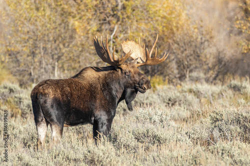 Bull Moose 9