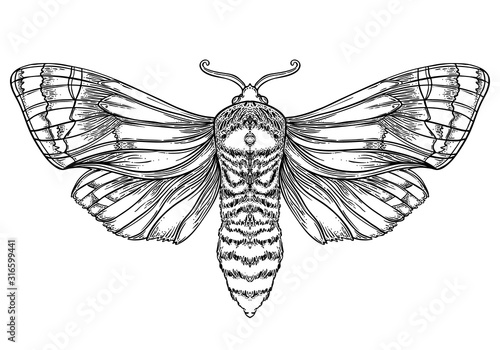 Black and white decorative vector illustration of moth isolated on white. Tattoo design. Coloring book for adults. Nature, spirituality, occultism, alchemy, magic concept.