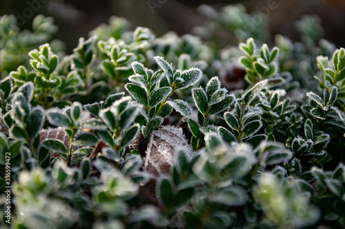 winter buchsbaum