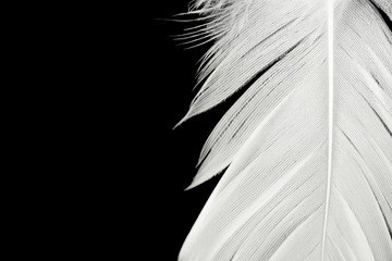 Beautiful white feather isolated on black background
