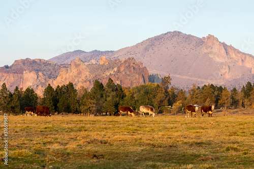 A group of cows grazing at sunset with Smith Rock State Park in the background in Terrebonne