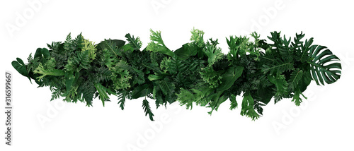 Fototapeta Naklejka Na Ścianę i Meble -  Green leaves of tropical plants bush  (ferns, climbing bird's nest fern, philodendrons, Monstera) floral arrangement indoors garden nature backdrop isolated on white background with clipping path.