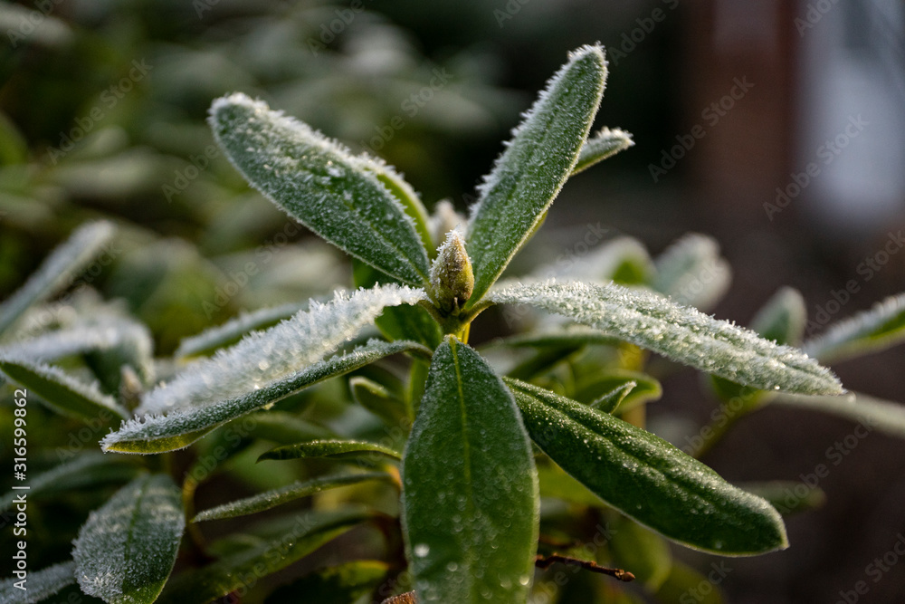Winter frozen plants