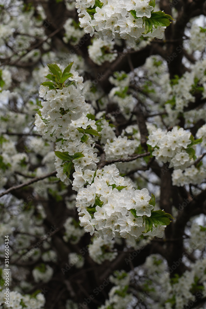 Many cherry blossoms in the soft light in the early morning. Many cherry blossoms in the soft light in the early morning.