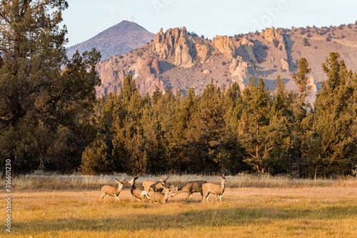 A group of deer graze and rest at sunset near Smith Rock State Park