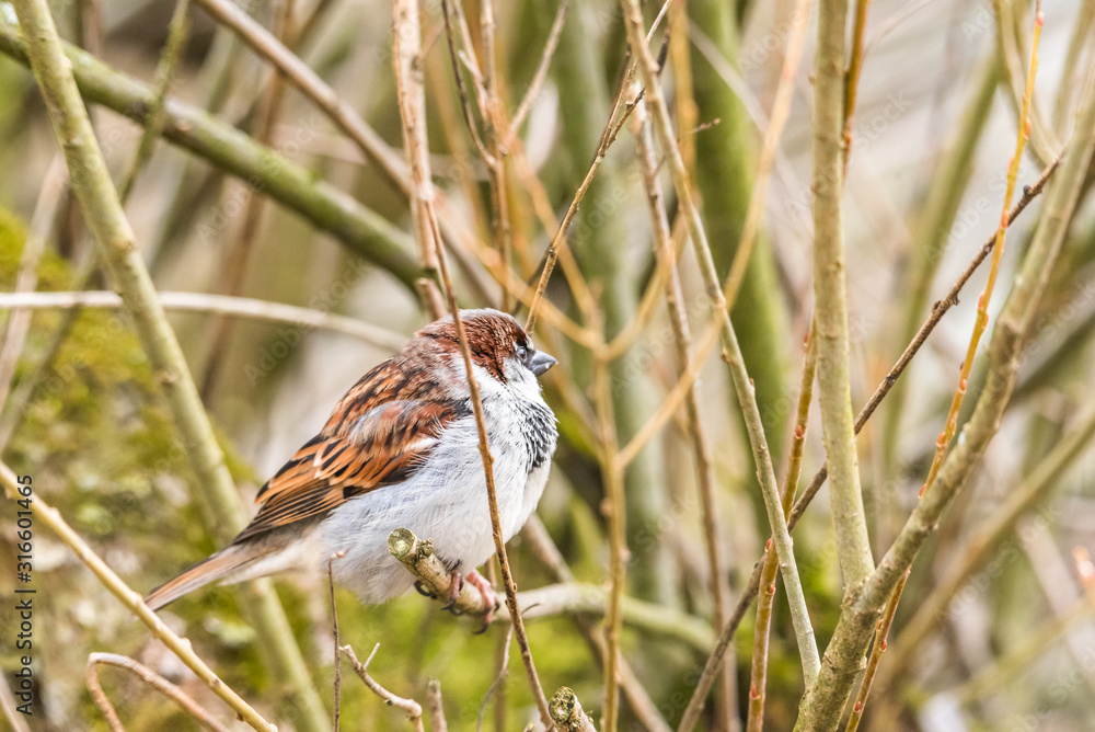 hidden sparrow in tree branches focus bokeh summer spring bird flying common city urban cute small brown golden hidden sparrow in tree branches focus bokeh summer spring bird flying common city urban cute small brown golden
