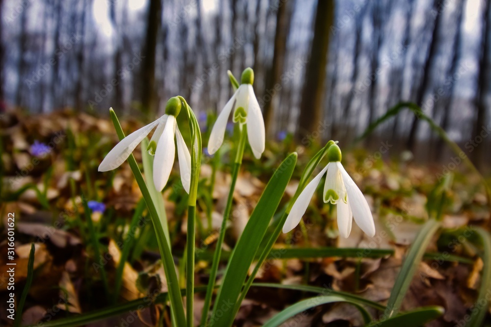 first flowers of common snowdrop, Galanthus nivalis grow in fallen leaves, early spring day, tender colourful background of forest meadow, beauty of nature first flowers of common snowdrop, Galanthus nivalis grow in fallen leaves, early spring day, tender colourful background of forest meadow, beauty of nature