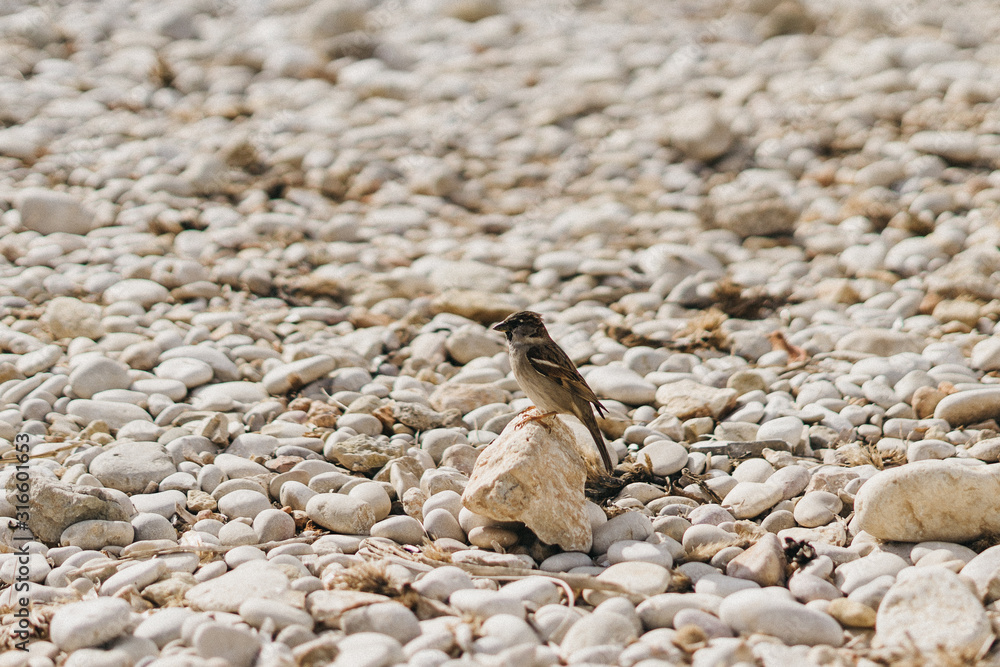 Little birds Little birds