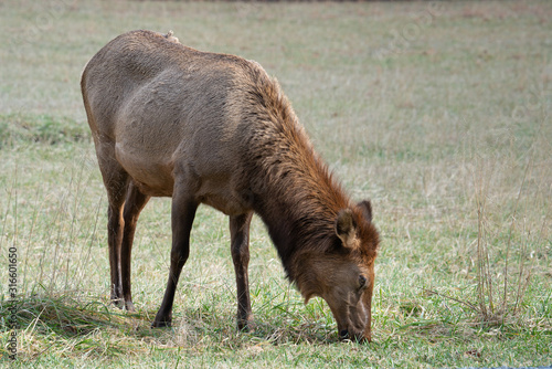 Grazing Elk in Mountain Pasture