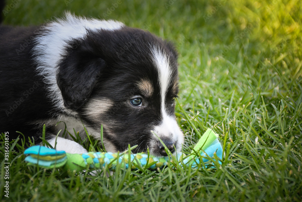 Portrait of six week old puppy of border collie. They are so communicating with people. Portrait of six week old puppy of border collie. They are so communicating with people.