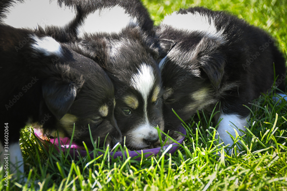 Puppies of border collie are eating together. They love this playing. After it they are tired. Puppies of border collie are eating together. They love this playing. After it they are tired.